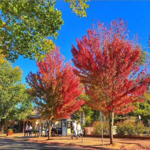 Hahndorf Main Street