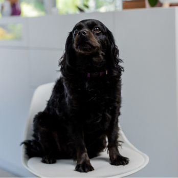 Coco Coco the Cavoodle sitting on white stool, office dogs