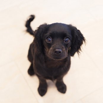 Coco the Cavoodle sitting on white tiles, office dogs